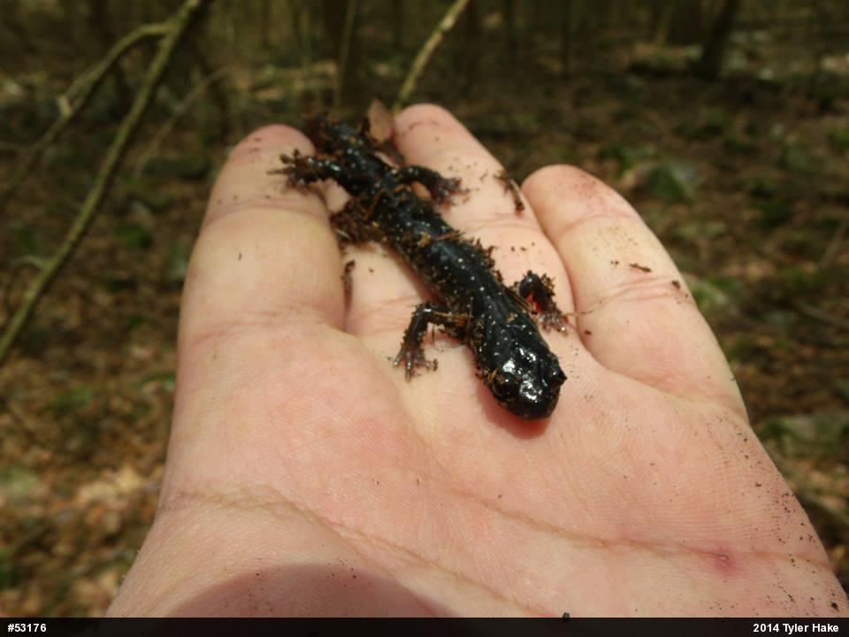 Northern Slimy Salamander