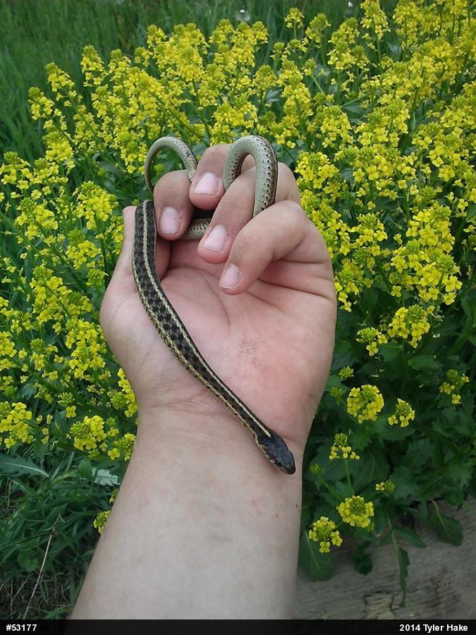 Eastern Gartersnake