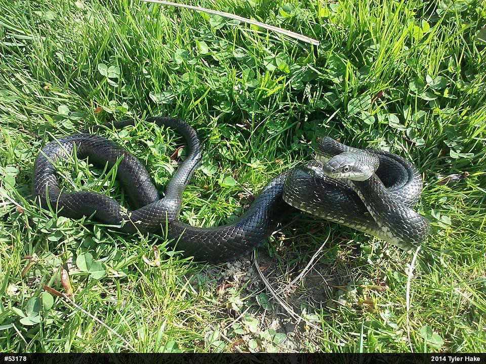 Eastern Ratsnake