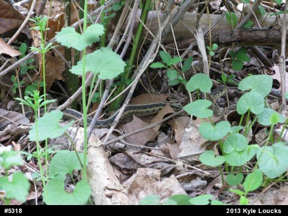 Eastern Gartersnake