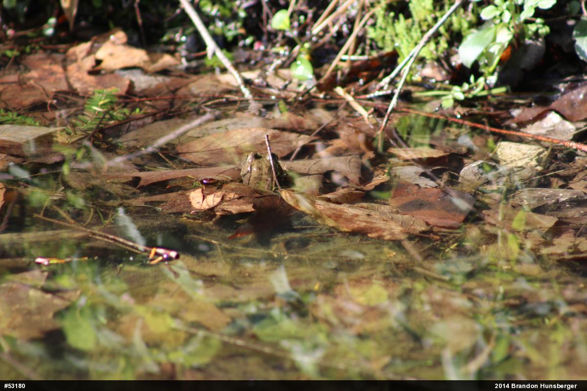Green Frog