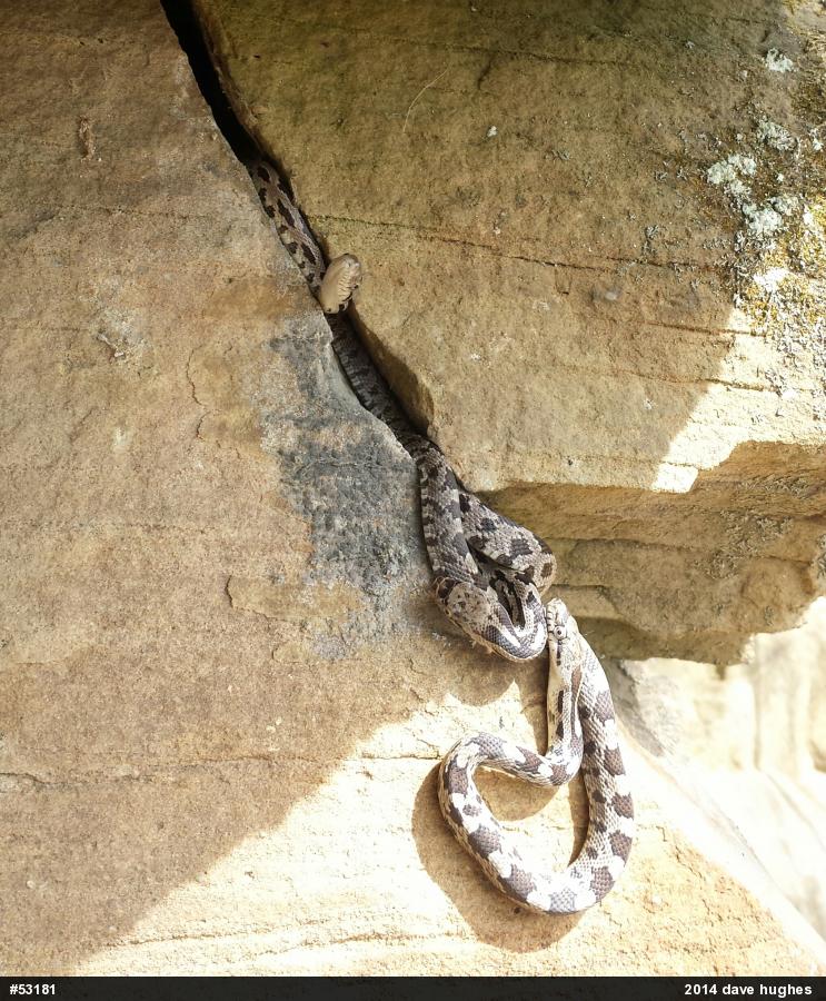 Eastern Ratsnake