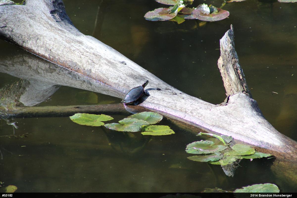 Painted Turtle