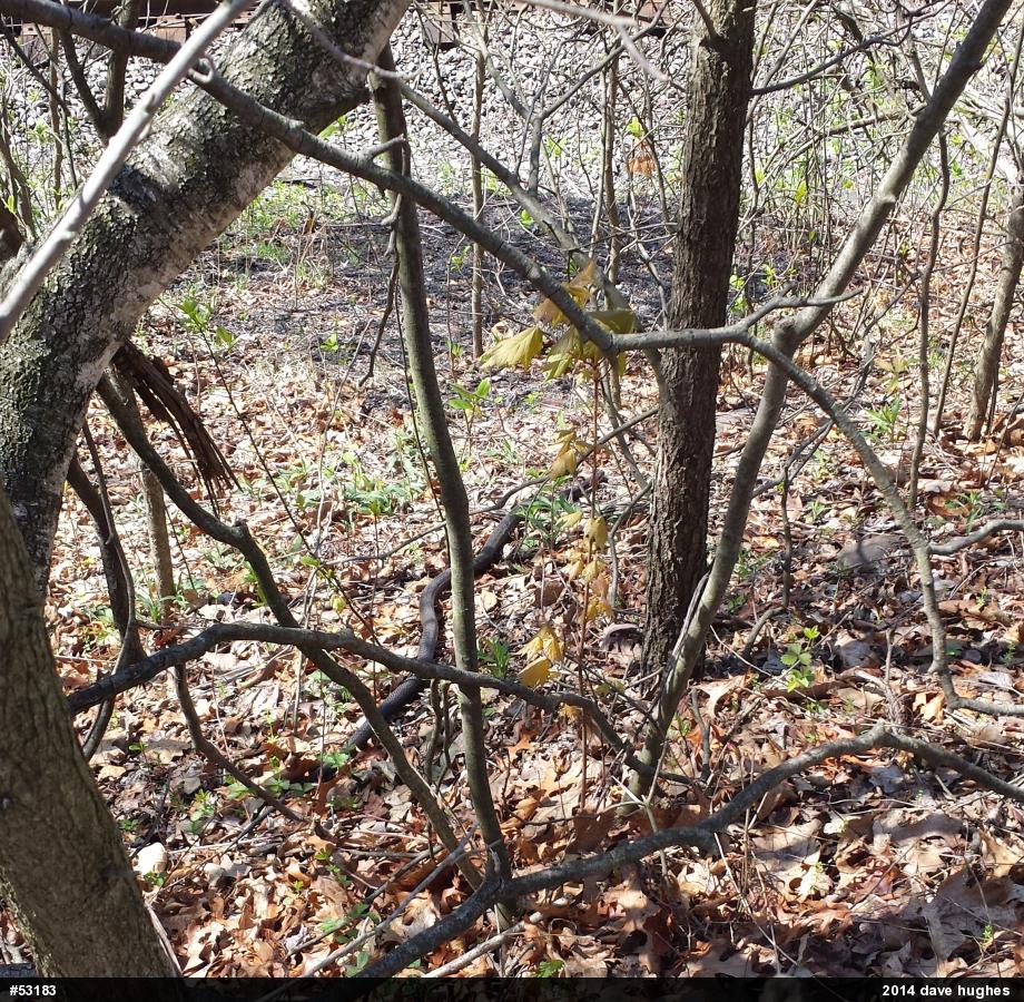 Eastern Ratsnake