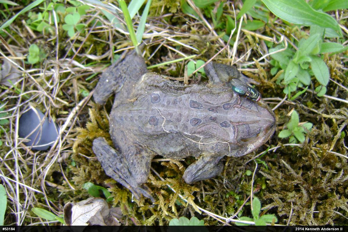 Eastern American Toad