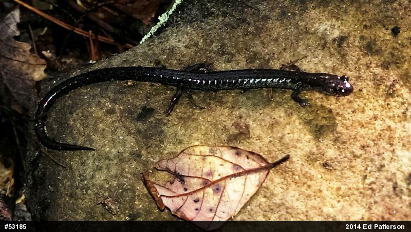 Valley And Ridge Salamander
