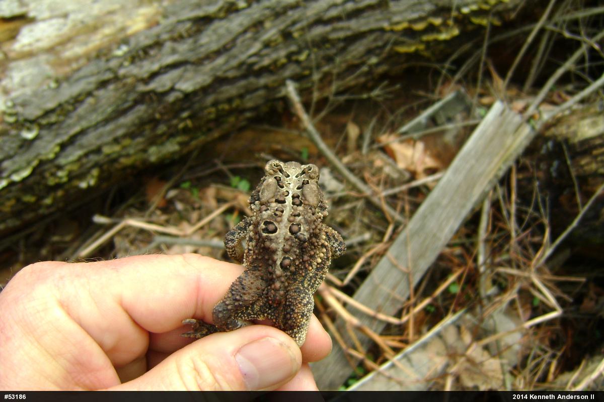 Eastern American Toad