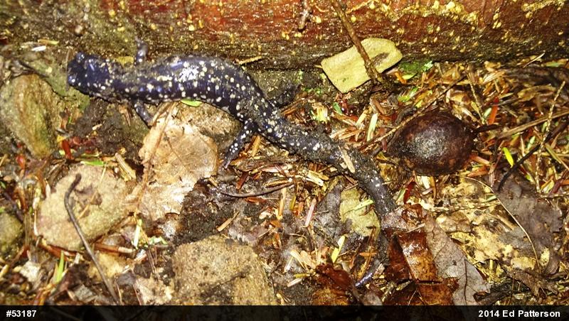 Northern Slimy Salamander