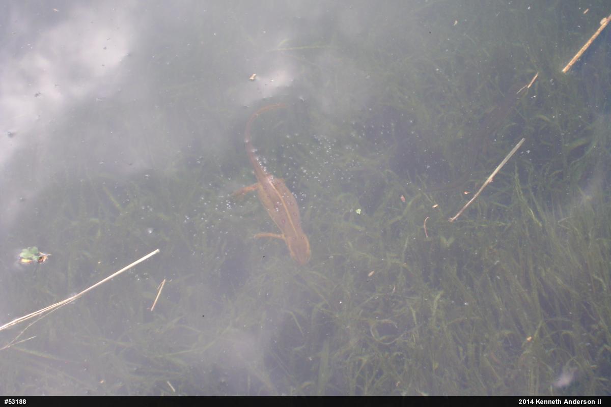 Red-spotted Newt