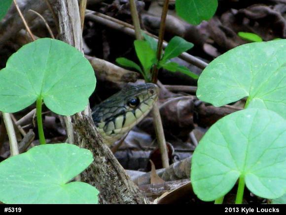 Eastern Gartersnake