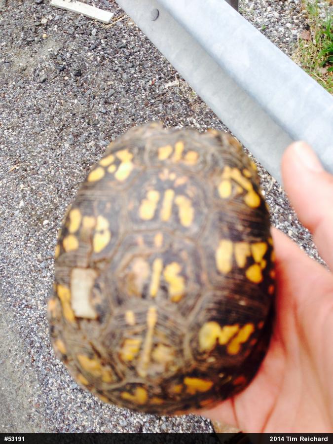 Eastern Box Turtle