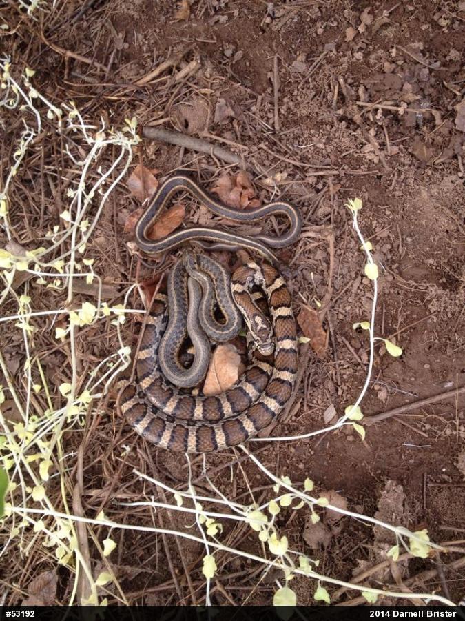 Eastern Milksnake