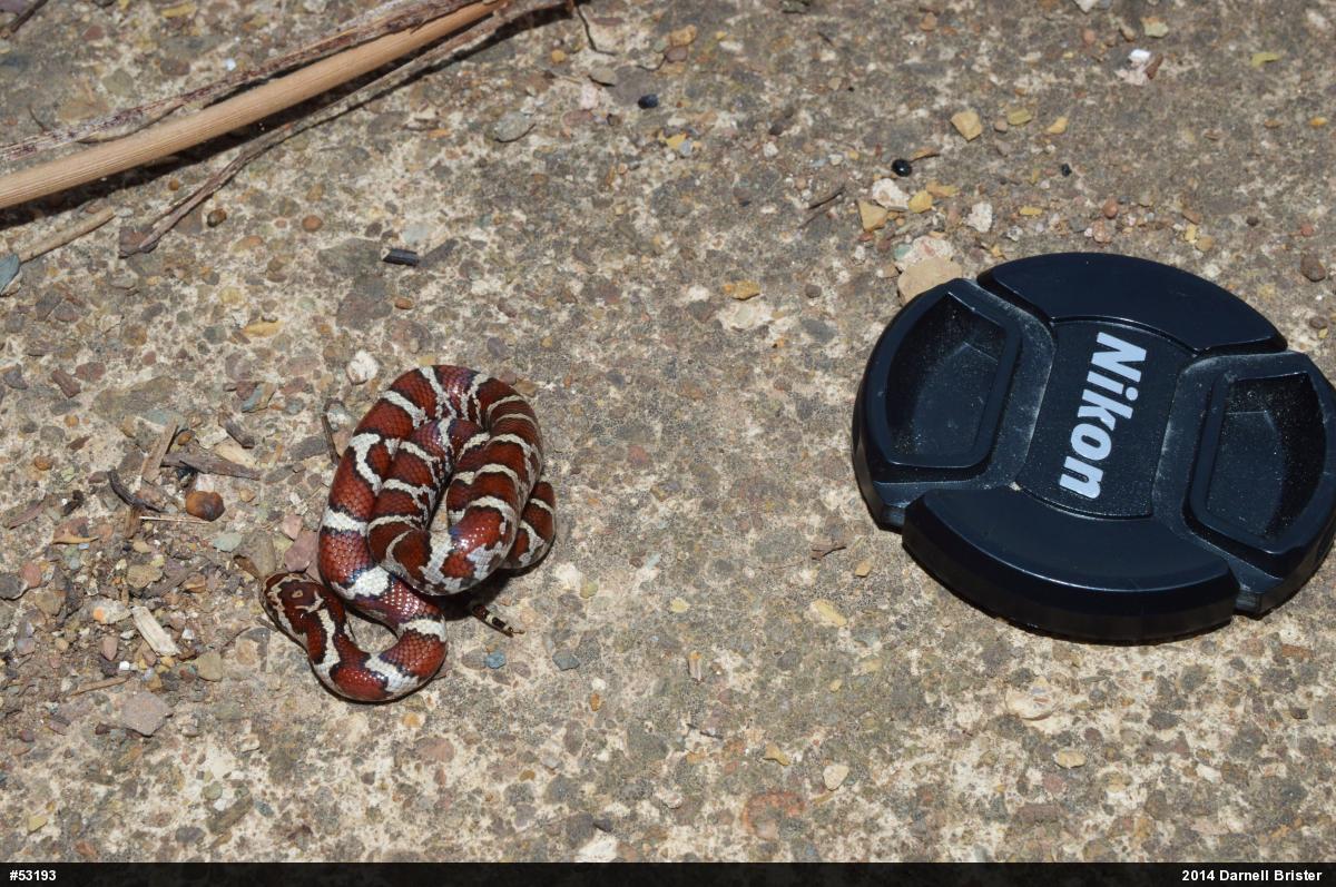 Eastern Milksnake