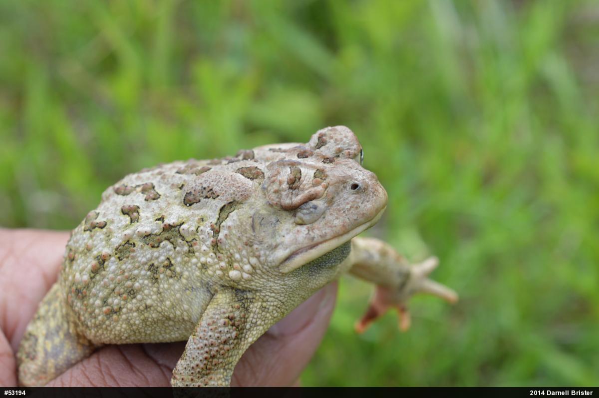 Fowler's Toad