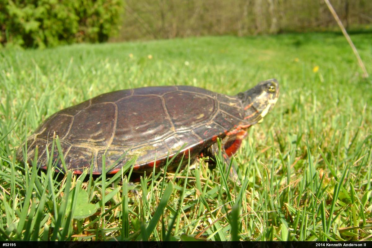 Midland Painted Turtle