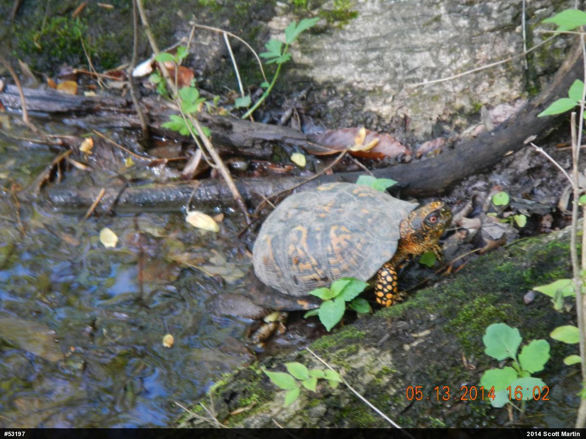 Eastern Box Turtle