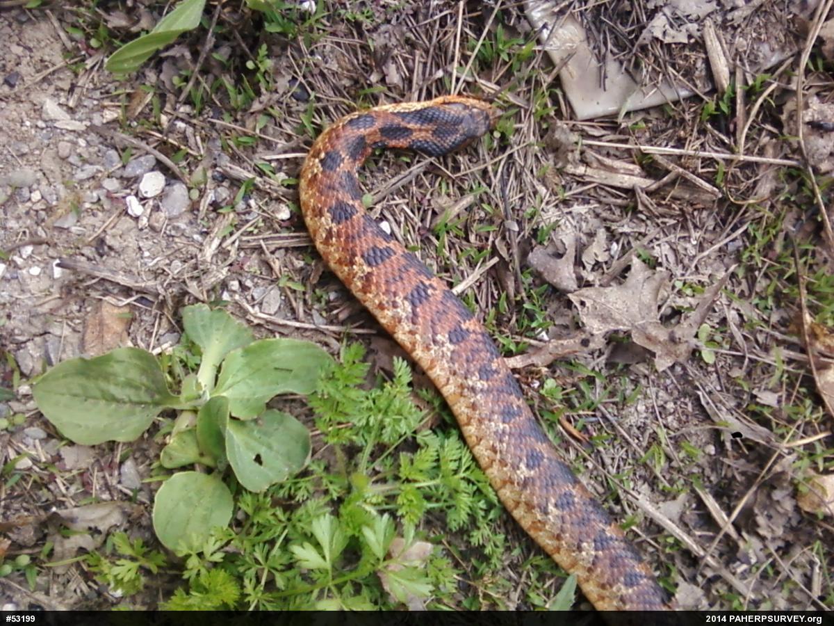 Eastern Hog-nosed Snake