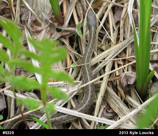 Eastern Gartersnake