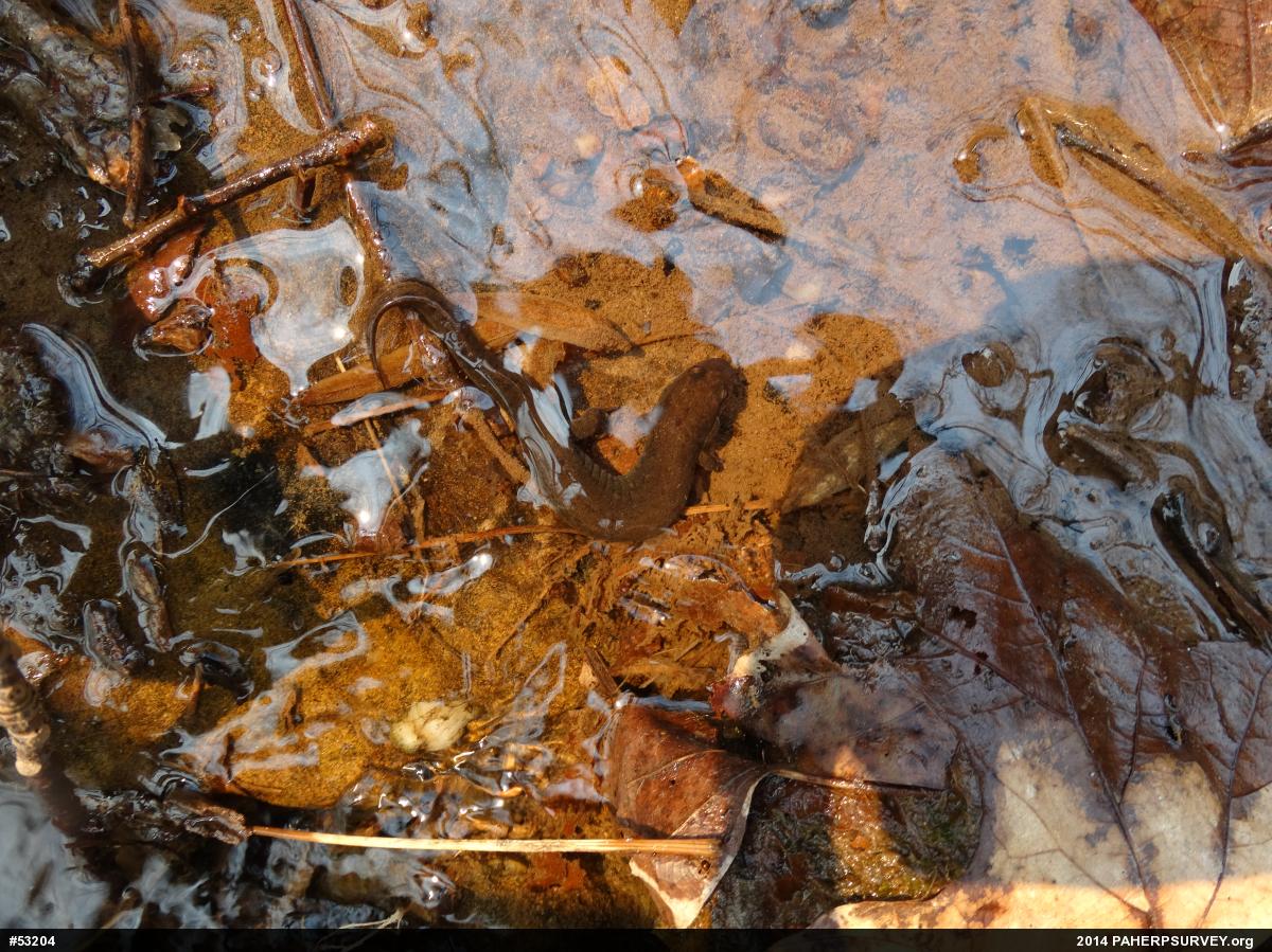 Northern Dusky Salamander