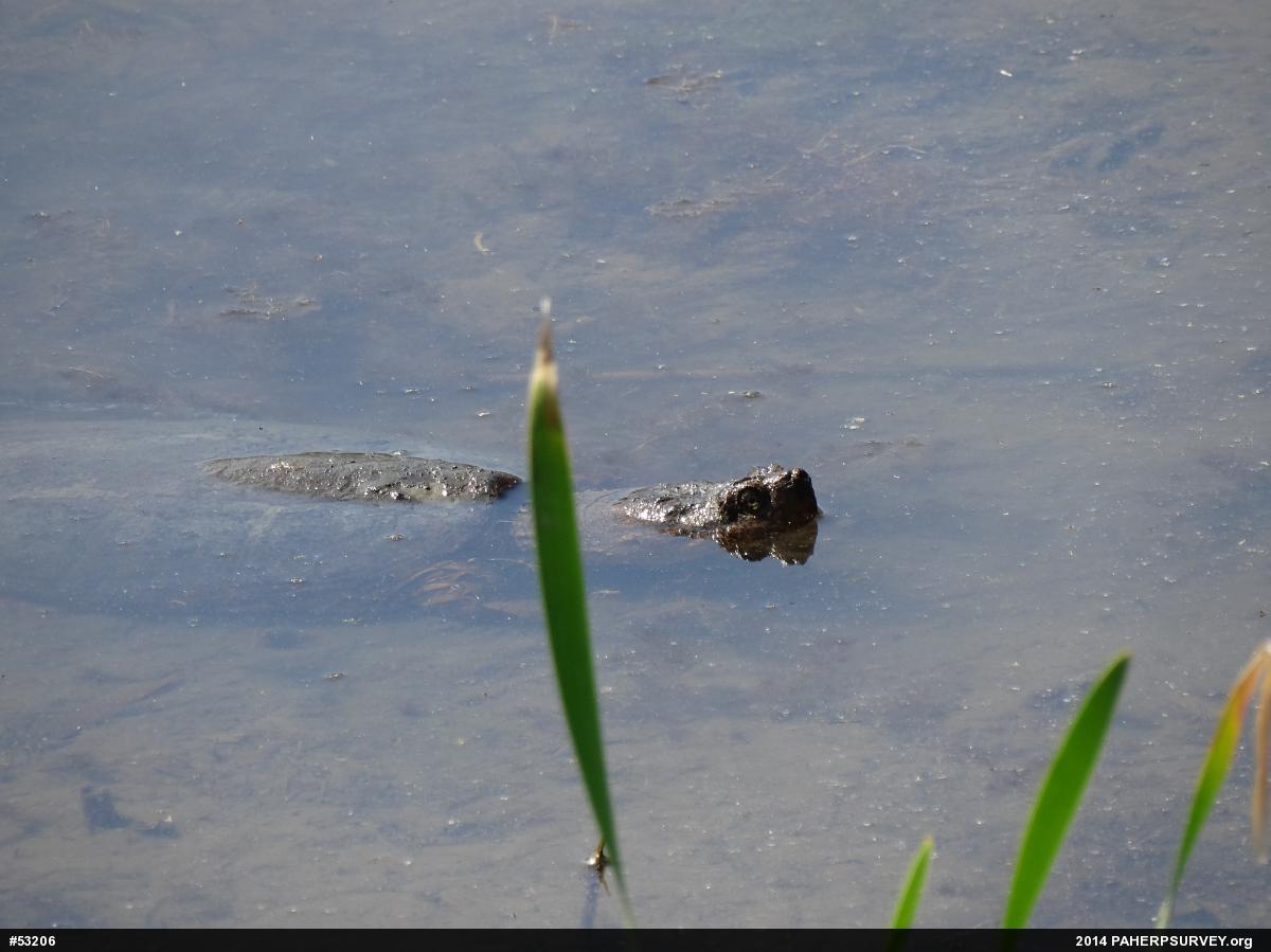 Snapping Turtle