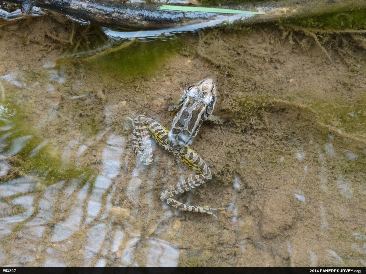 Pickerel Frog