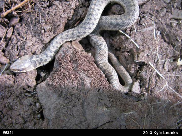 Eastern Gartersnake
