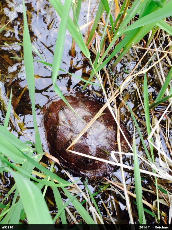 Wood Turtle