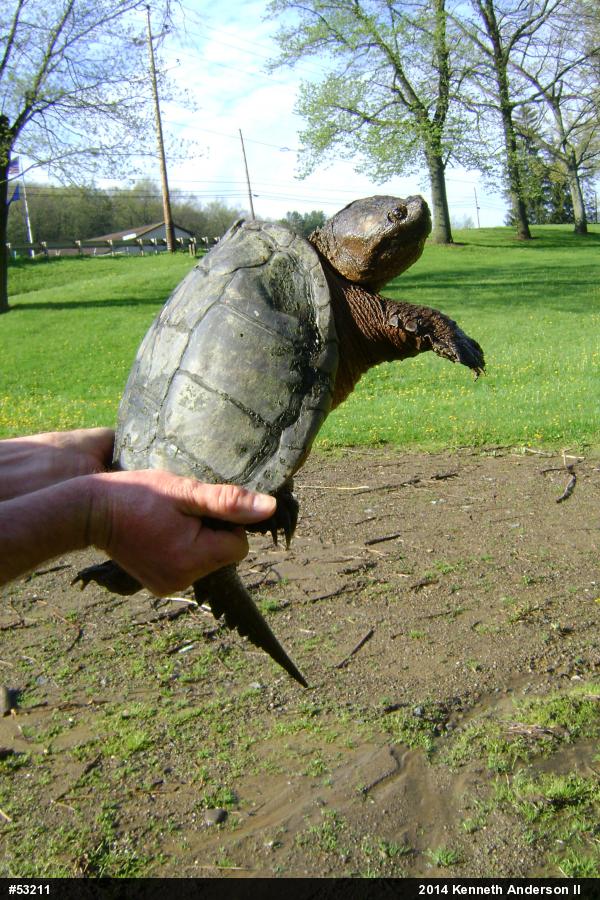 Snapping Turtle