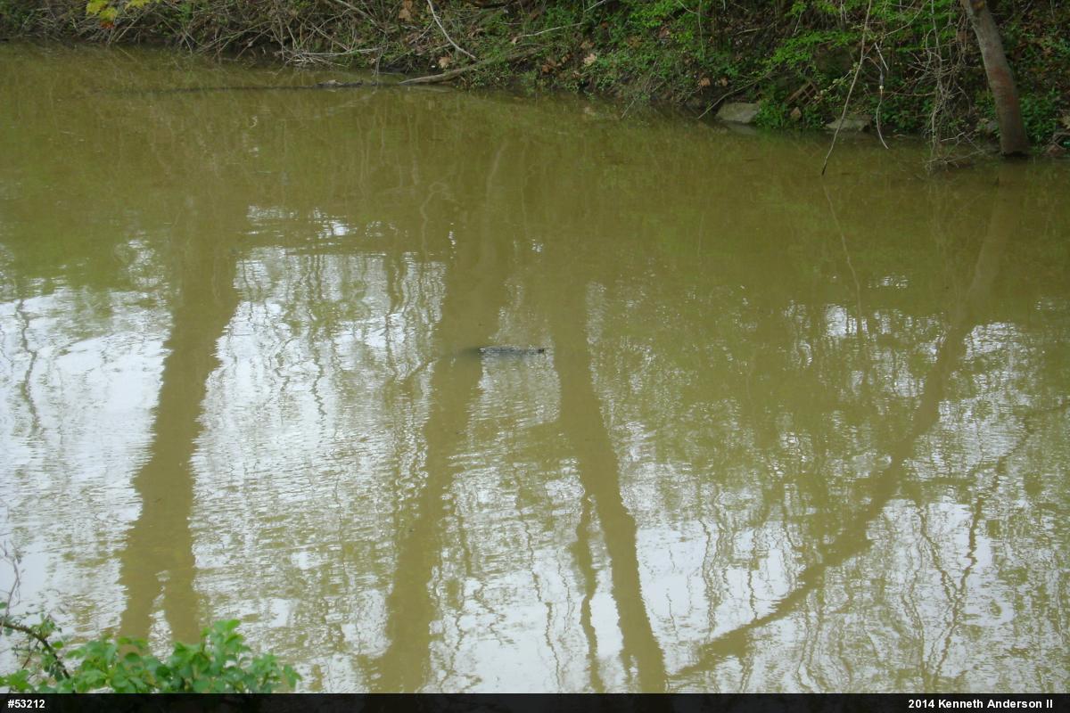 Snapping Turtle