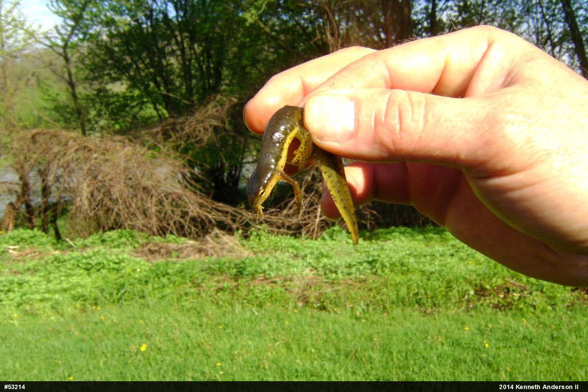 Red-spotted Newt