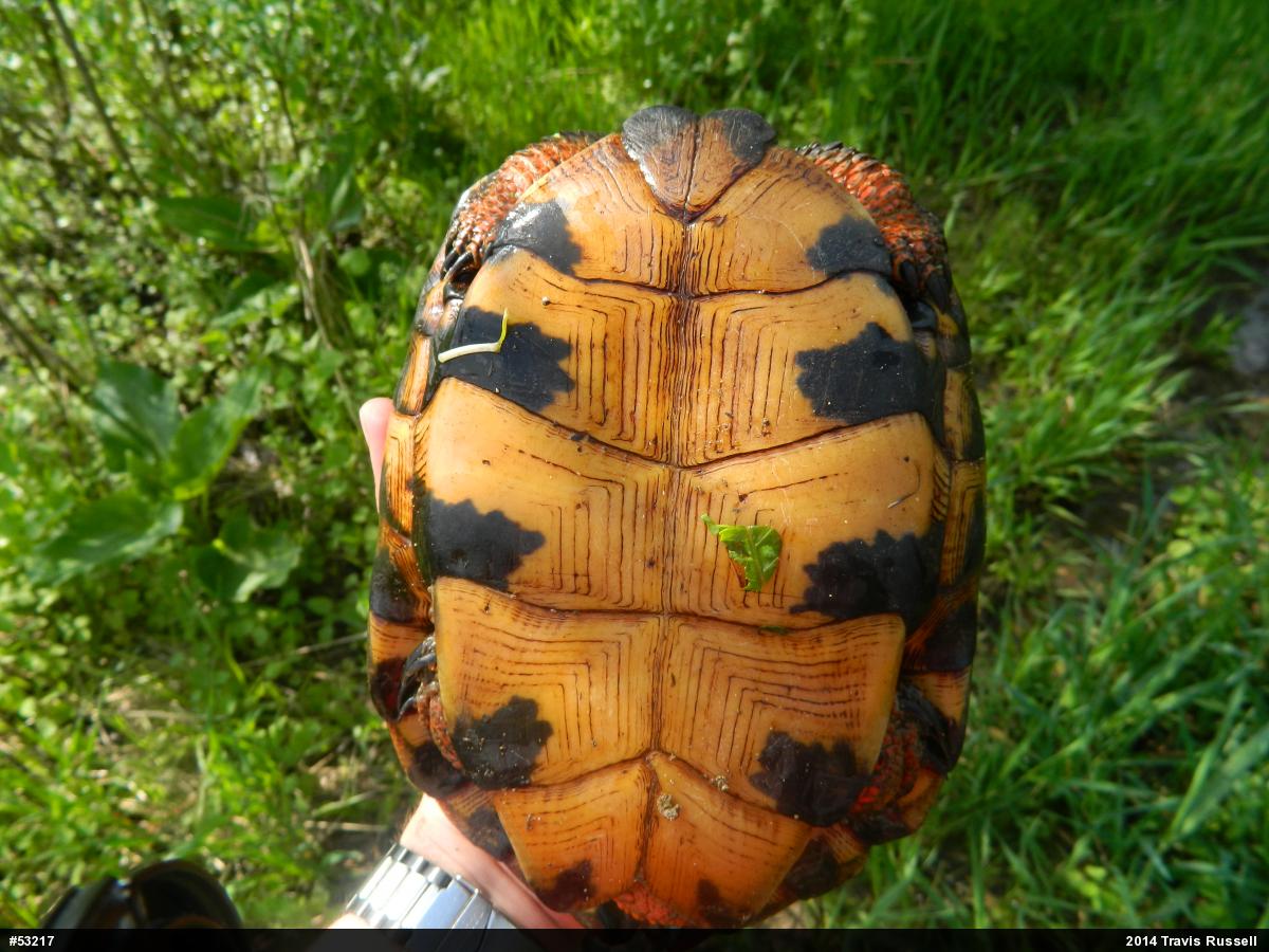 Wood Turtle
