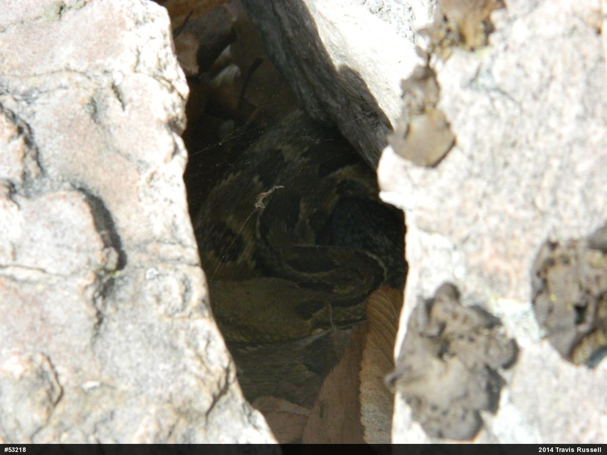Timber Rattlesnake