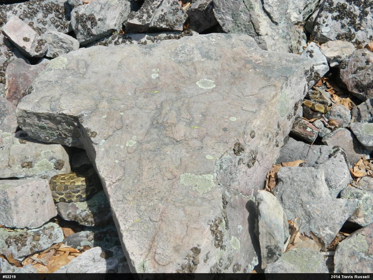 Timber Rattlesnake