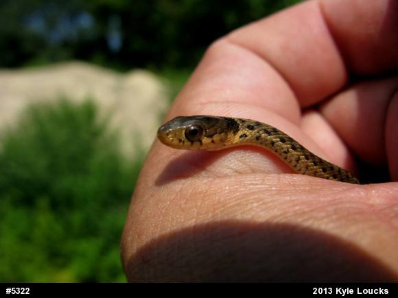Eastern Gartersnake