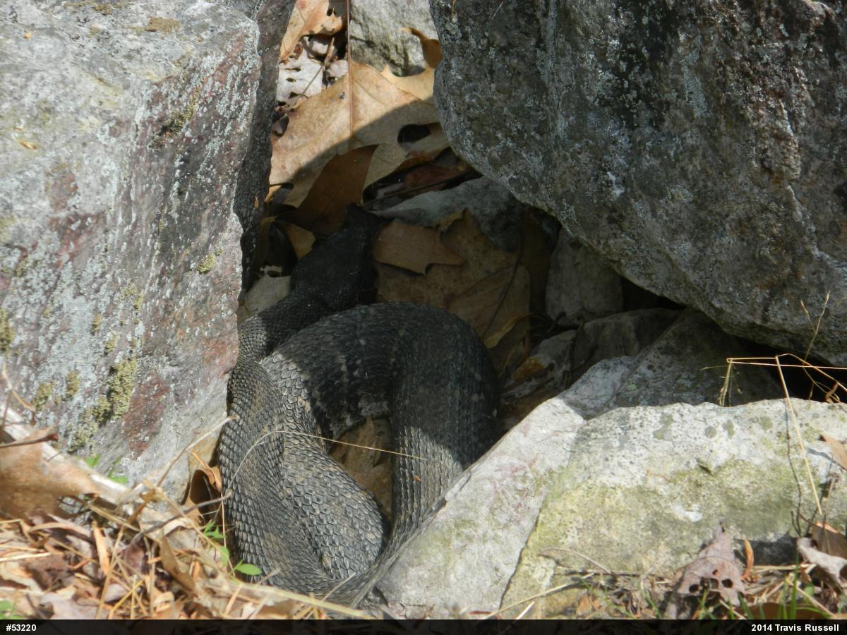 Timber Rattlesnake