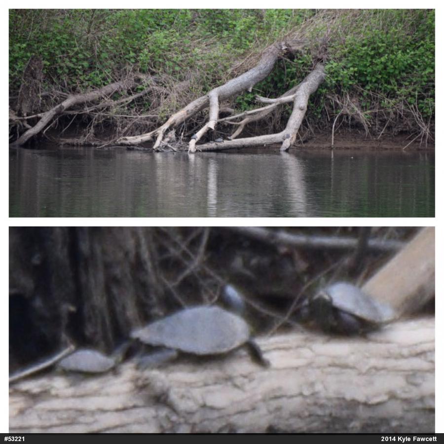 Northern Map Turtle