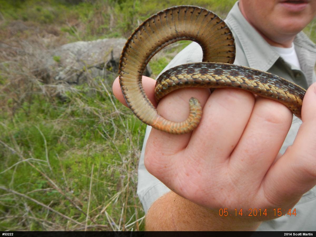 Eastern Gartersnake