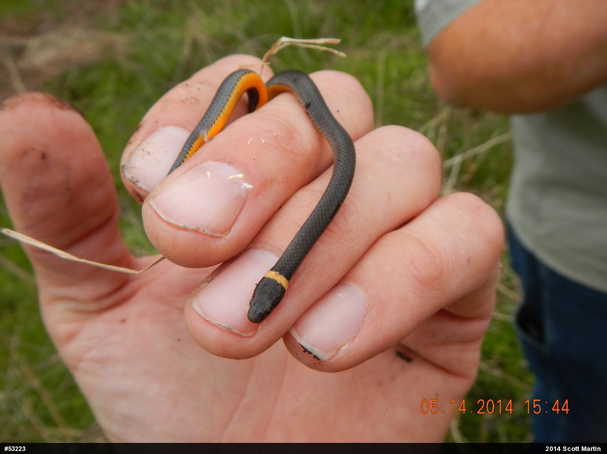 Northern Ring-necked Snake