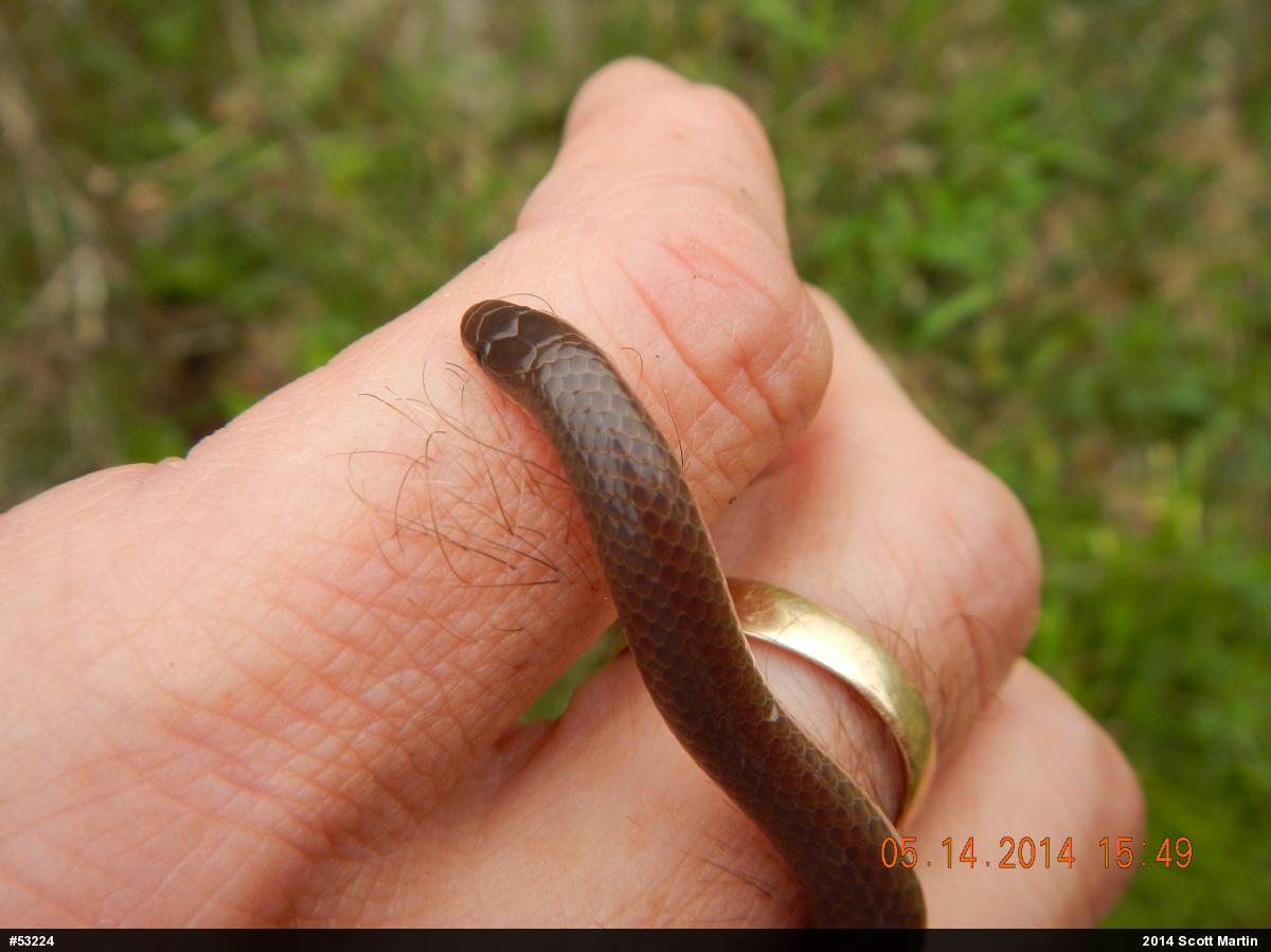 Eastern Wormsnake