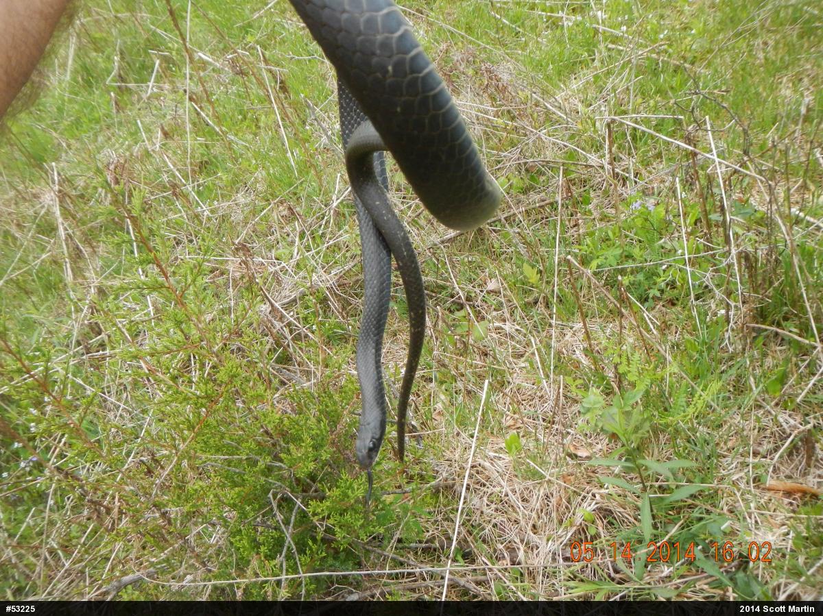 Northern Black Racer