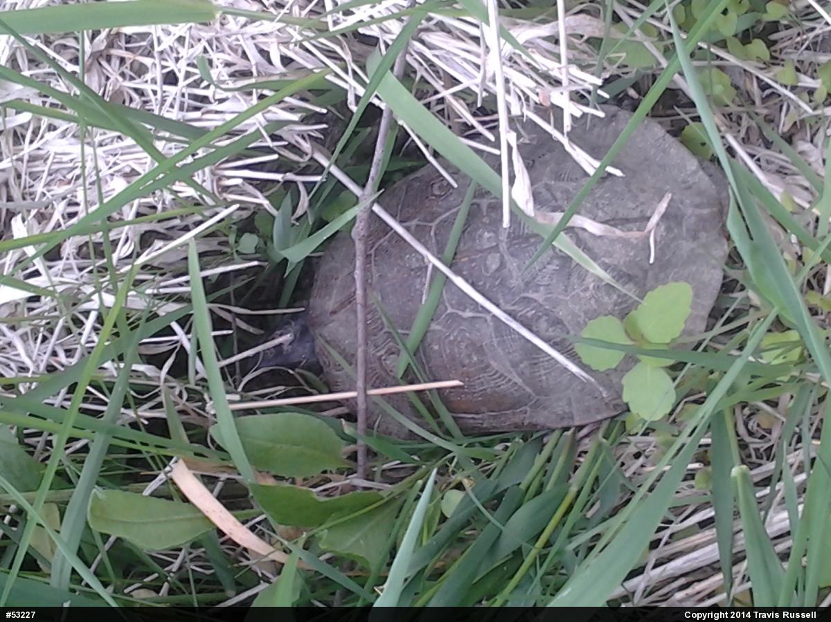 Wood Turtle