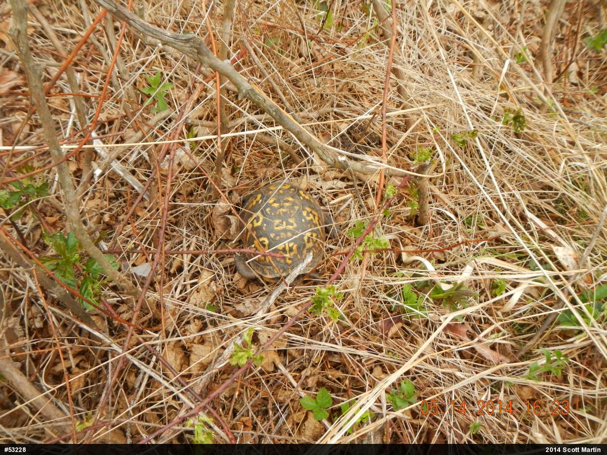 Eastern Box Turtle