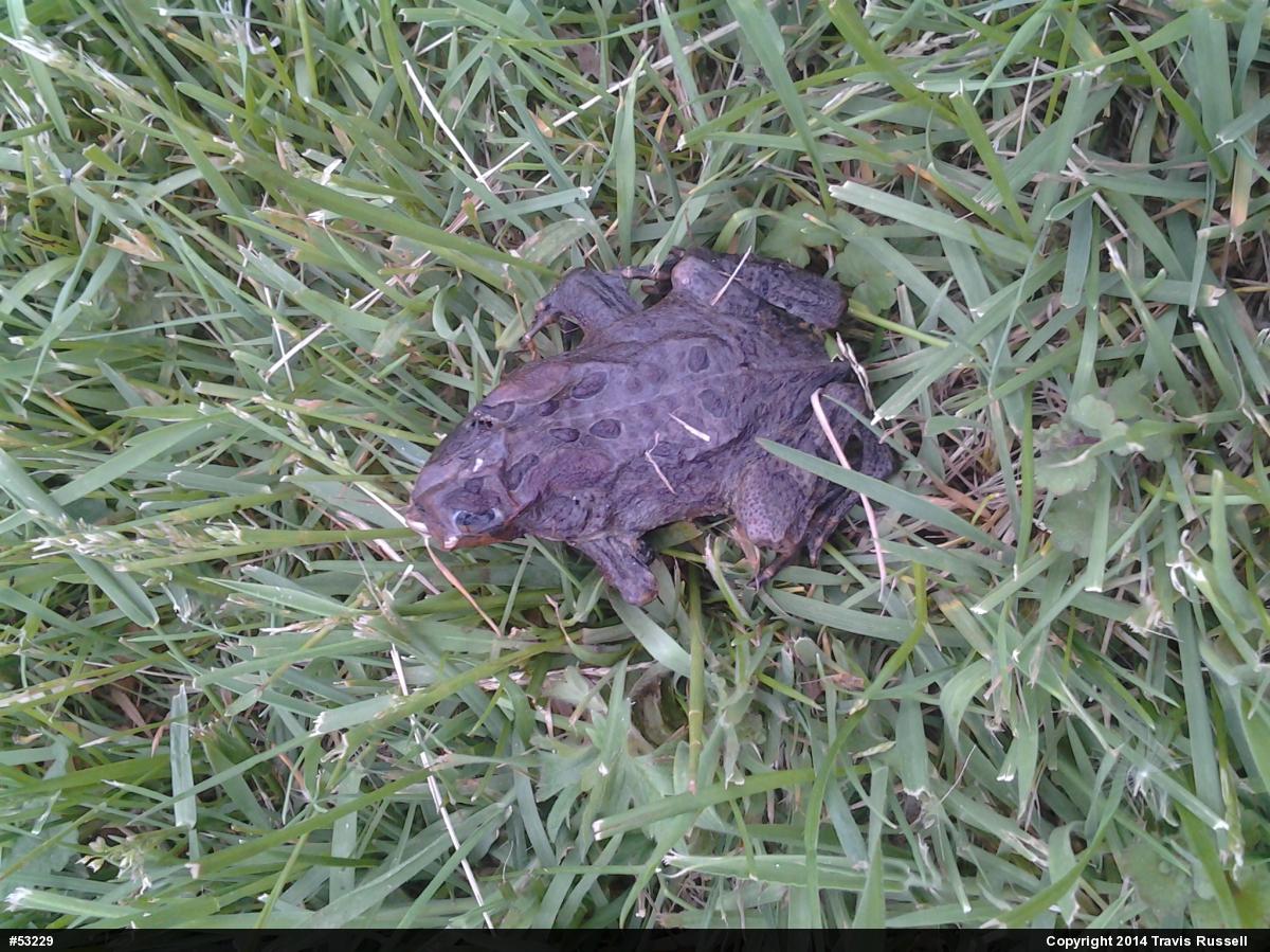 Eastern American Toad