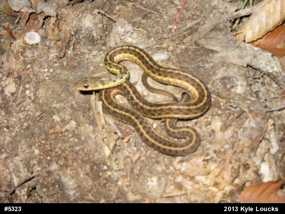 Eastern Gartersnake