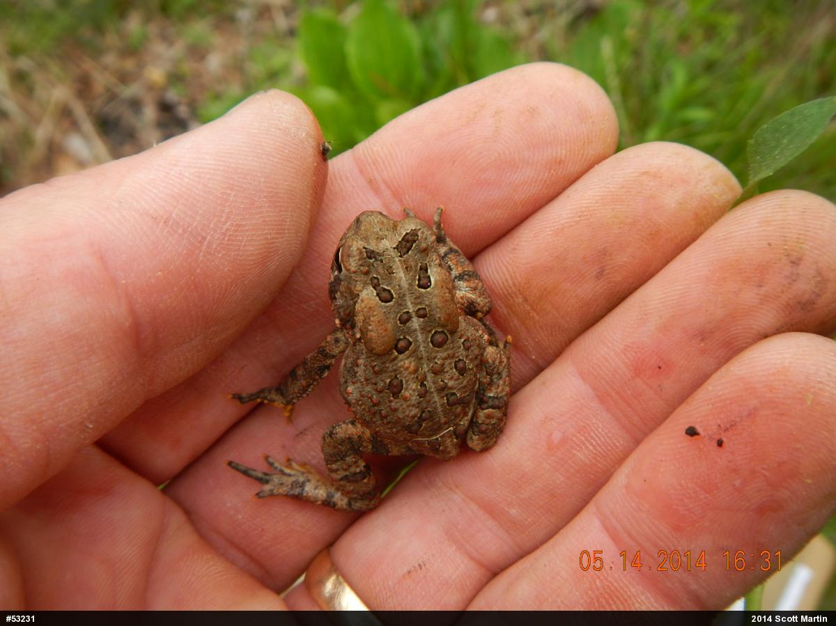 Eastern American Toad