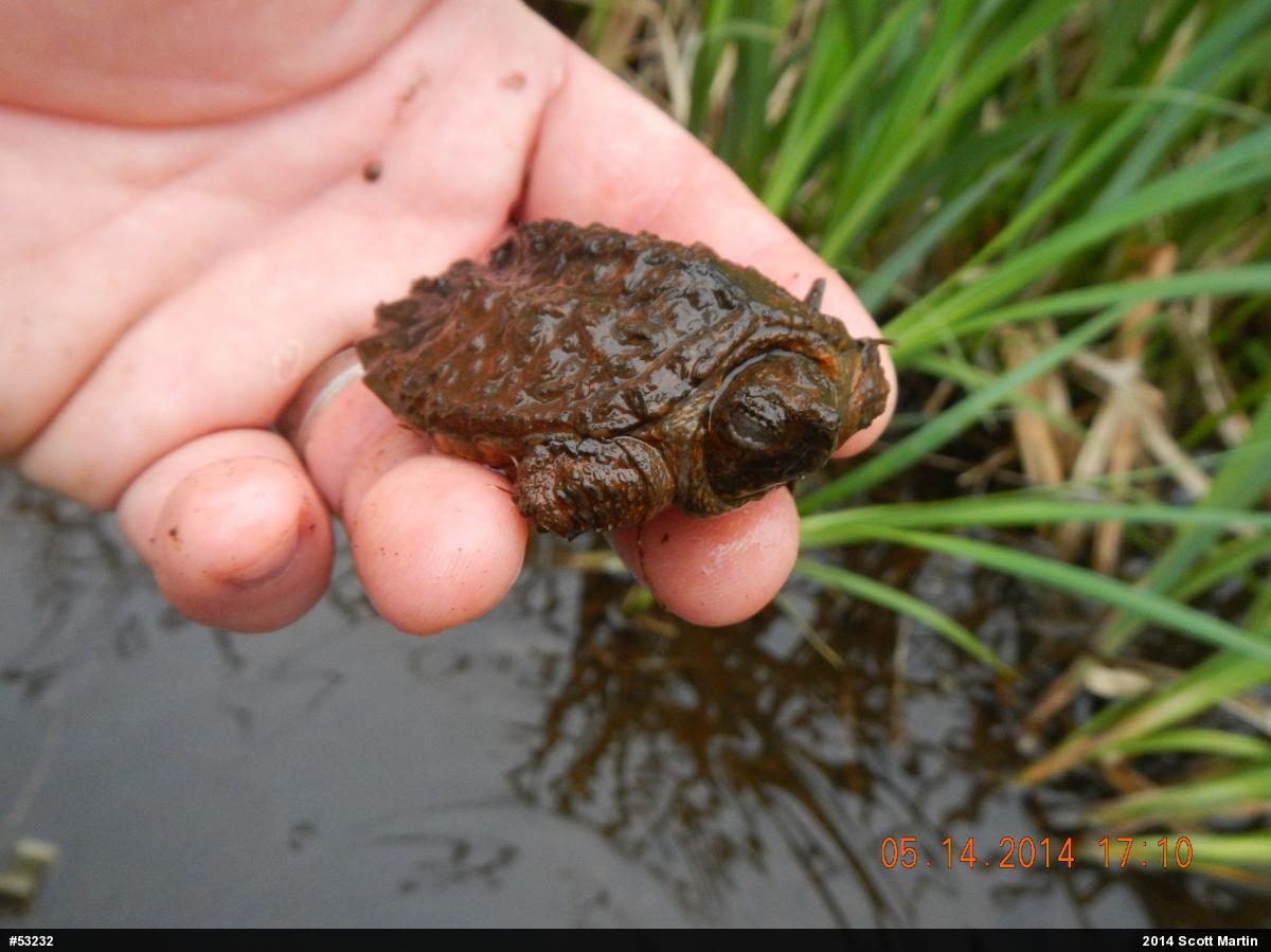 Snapping Turtle
