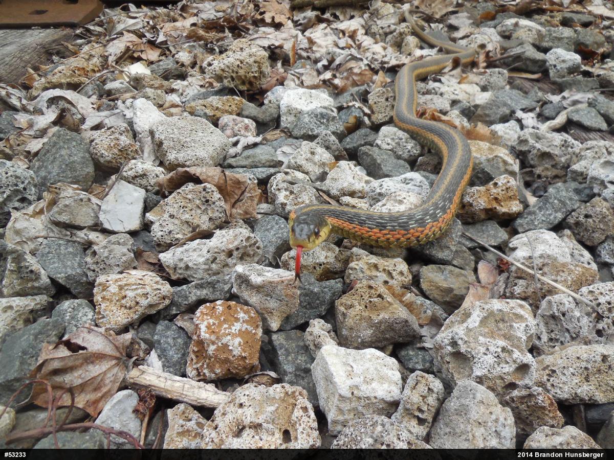 Eastern Gartersnake