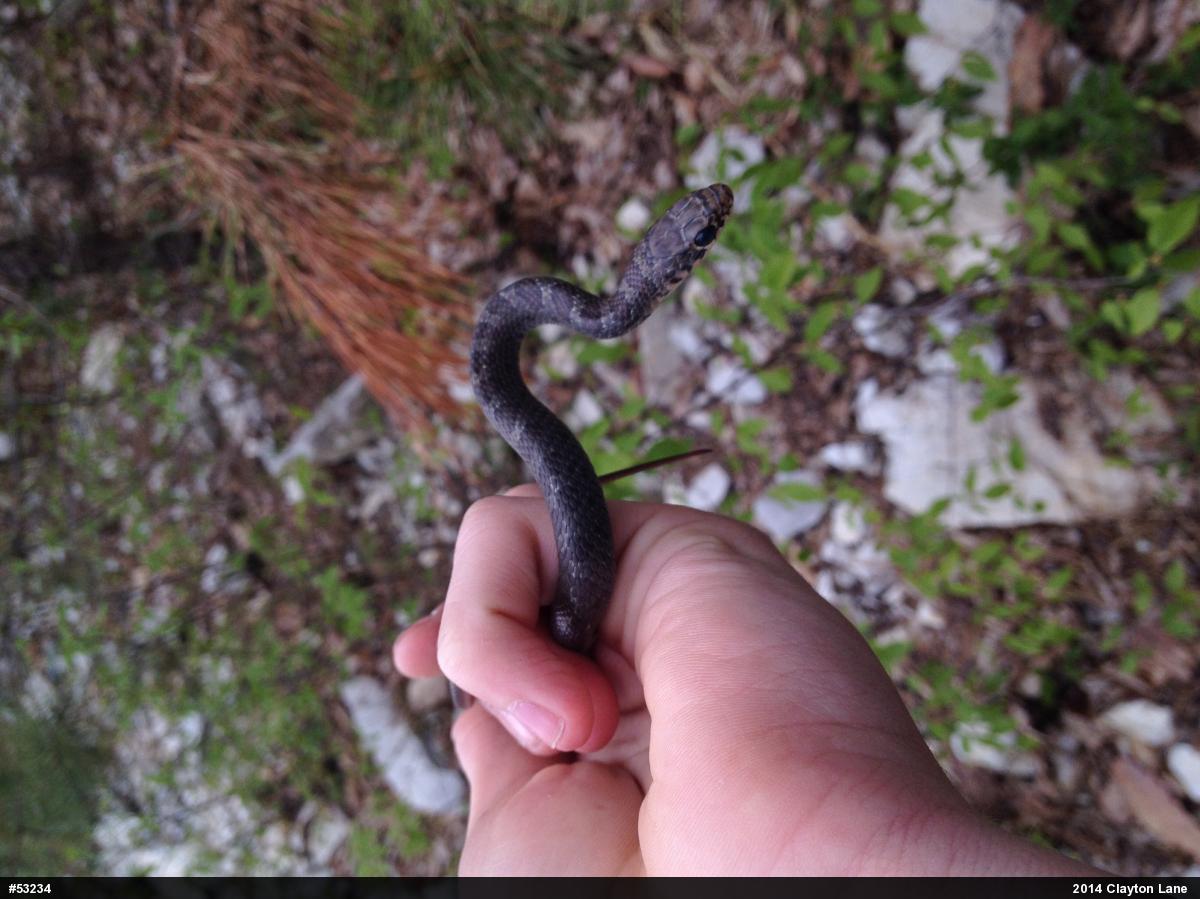 Northern Black Racer
