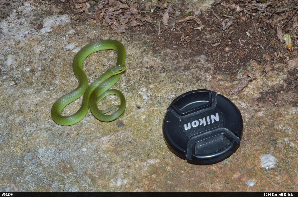 Smooth Greensnake