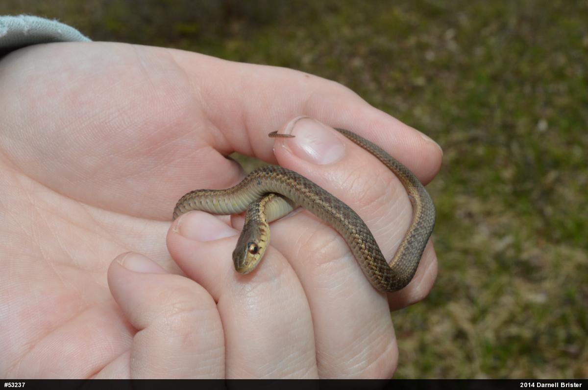Eastern Gartersnake